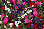 Petunias